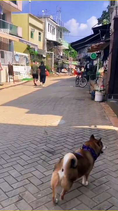 Dog's funny video #Short