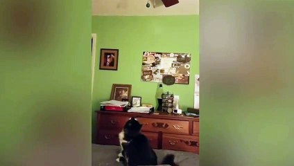 Cat fanny jumping video