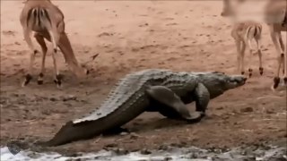 Crocodile Attacks