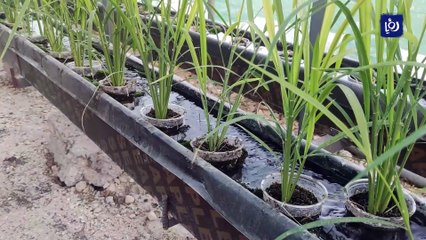 أول تجربة لزراعة محصول الأرز بنظام "الساندبونيك"