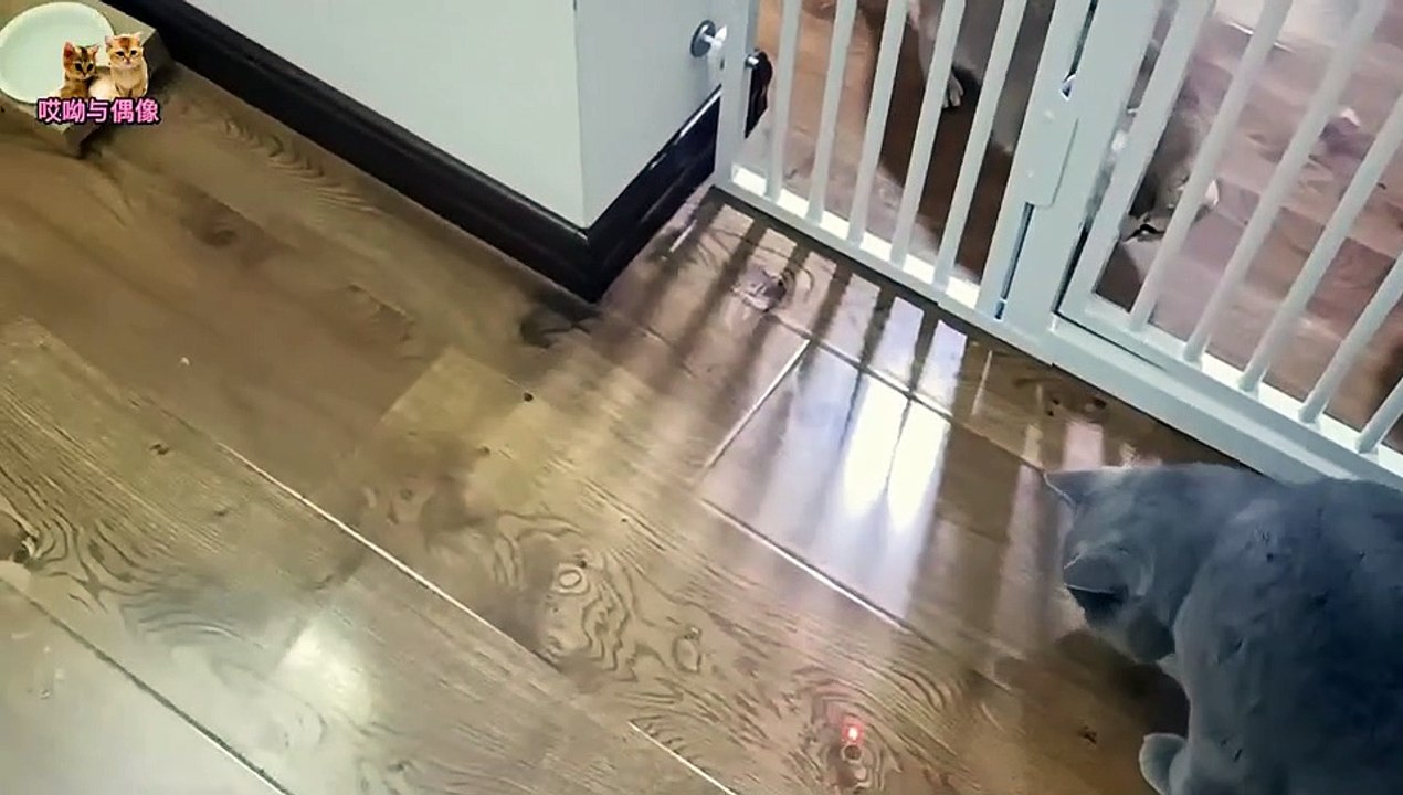 funny pet #11