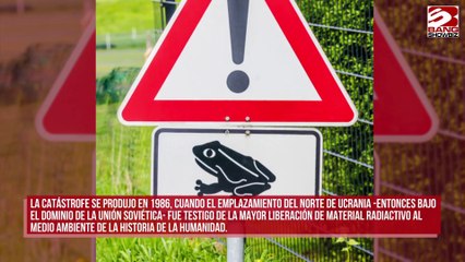 Ranas MUTANTES invaden Chernóbil