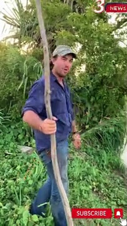 big crocodile caught