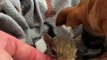 Chihuahua Adopts Orphaned Squirrels as Her Own