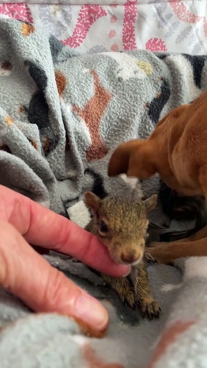 Chihuahua Adopts Orphaned Squirrels as Her Own