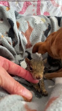 Chihuahua Adopts Orphaned Squirrels as Her Own