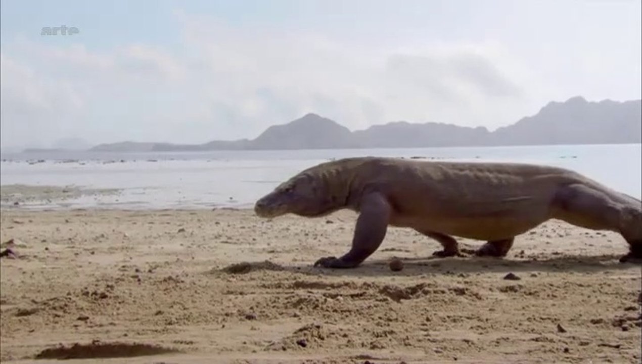 Curiosités animales - Une vie sans sexe : Le dragon de Komodo et le puceron