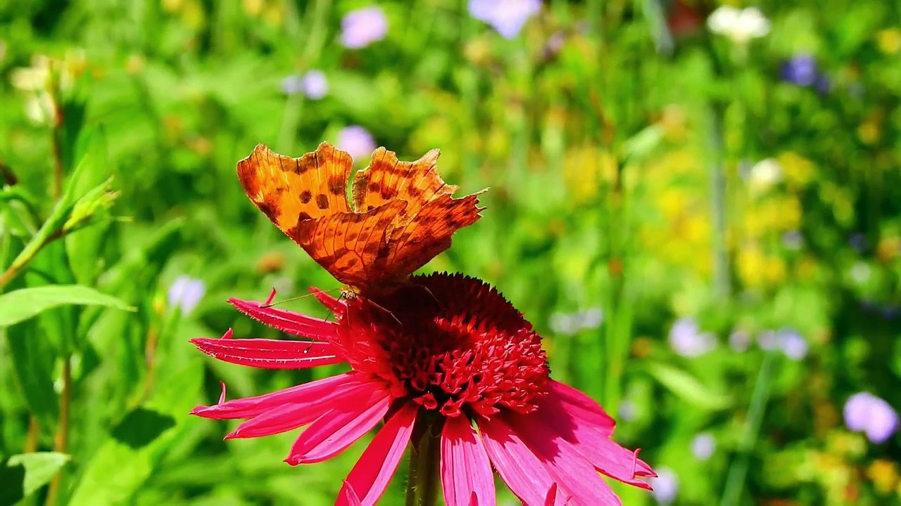 cute butterfiy