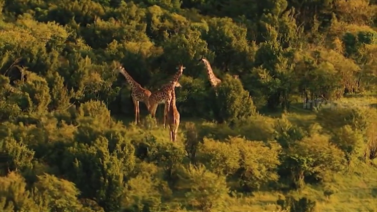 Dataran tak Berujung - Petualangan di Serengeti