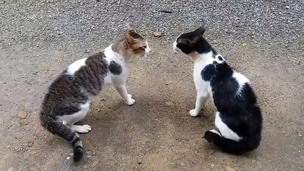 Cat fight exclusive voice song amazing cat fight