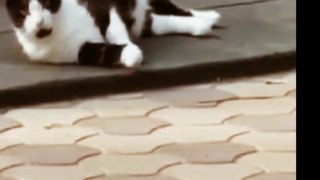 Funny animals videos 2022 - Funniest cat and dogs videos #3