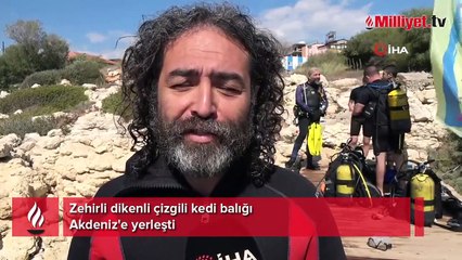 Zehirli dikenli çizgili kedi balığı Akdeniz'e yerleşti