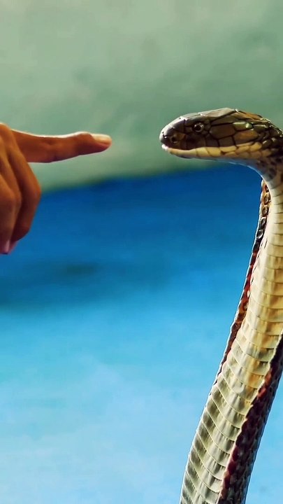 Snake control videos 