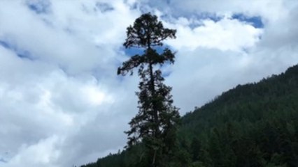 El árbol más alto de China “crece” hasta los 83,4 metros