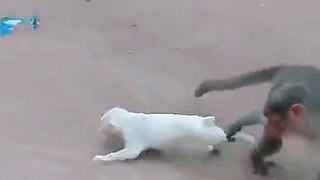 pets are best funny video funny video funny video funny video