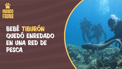 Heroico buzo salva a tiburón bebé enredado en una red de pesca