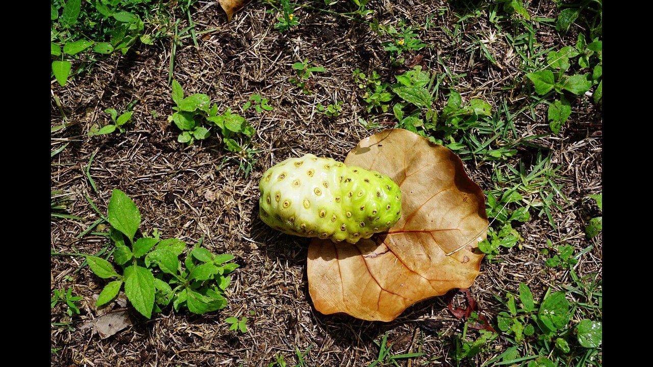 Benefits of Noni Fruit for Health