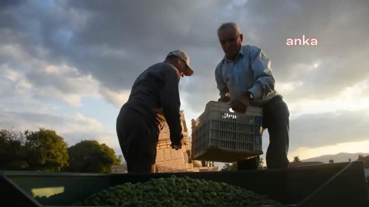 Aydınlı Zeytin Üreticisi: "Zeytincilik Bitti, Mahvolduk. Baş Fiyatın 20 Lira Olmasını İstiyoruz"