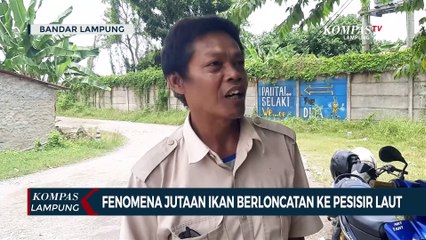Fenomena Jutaan Ikan Berloncatan ke Darat, Ini Kata BMKG
