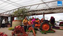 Animations d'automne à la Ferme Maurer de Dorlisheim