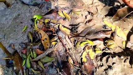 মাছে ভরপুর সুন্দরবনের নদী খালগুলো  । Sundarban fishing । adventure @Tradi-food Sundarban