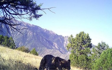 Neslinin tükendiği sanılıyordu! 48 yıl sonra ortaya çıkan Anadolu leoparının yeni görüntüleri