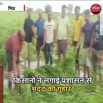 भिंड : बारिश और आंधी से खेतों में खड़ी फसल पूरी तरह से हुई बर्बाद