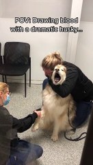 Overly-dramatic husky gets super vocal at the vet's office