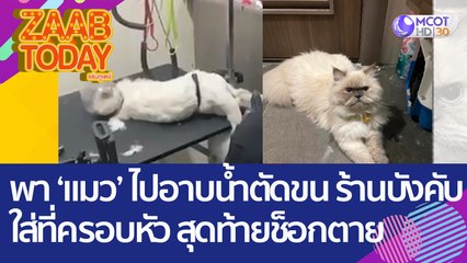 ใจสลาย! เจ้าของ 'แมว' พาไปอาบน้ำตัดขน ร้านบังคับใส่ที่ครอบหัว สุดท้ายช็อกตาย (10 ต.ค. 65) แซ่บทูเดย์