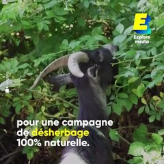 À New-York, ces chèvres remplacent les pesticides