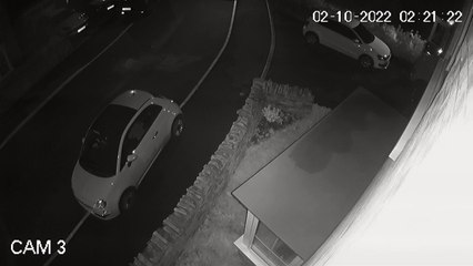 Crafty fox picks up dropped wallet and runs off with it