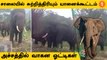 Wild Elephants | சாலையோரம் கூட்டம் கூட்டமாக நடமாடும் காட்டு யானைகள்