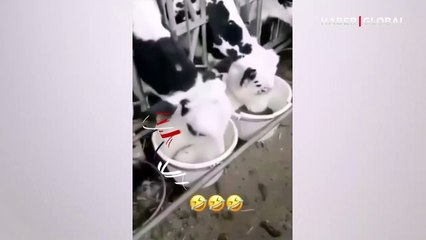 Hemcinsinin yemeğini çalan inek kameraya yakalandı