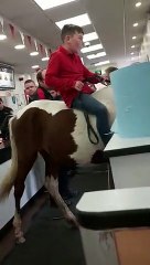 cavalos em restaurante