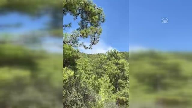 Son dakika haber: Orman yangınına havadan ve karadan müdahale ediliyor