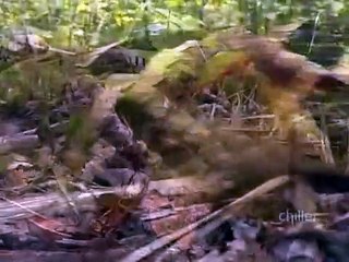 Ripley's Believe It or Not! - Se1 - Ep06 HD Watch HD Deutsch