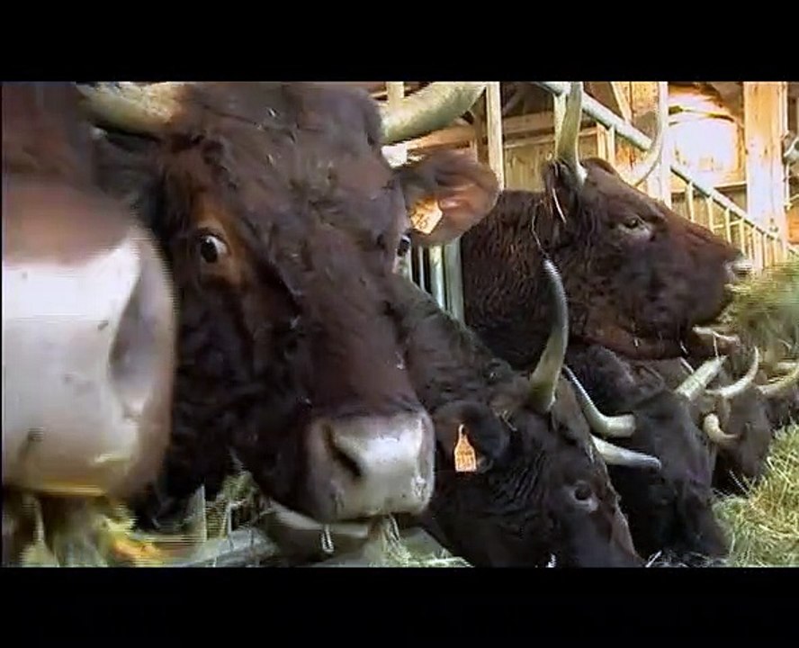 "Donkilaban, Le Peul du Tarn" Un film de Jacques Monlleau - Extrait