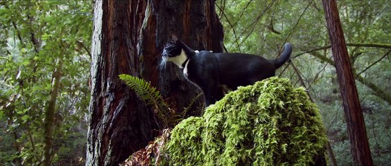 Cat Daddies Bande-annonce (EN)