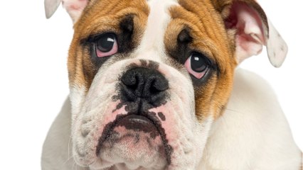 This neglected puppy no fur was dumped in the blistering cold right before Christmas (VIDEO) (1)