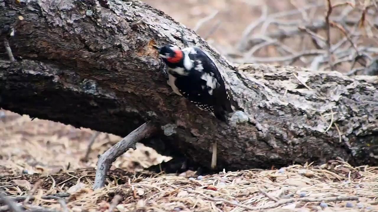 So cute and beautifull Hairy Woodpecker