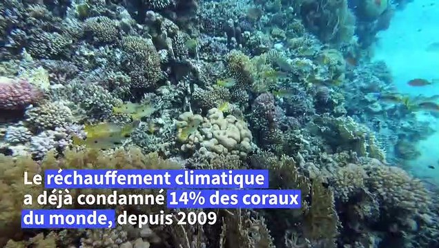Face au réchauffement climatique, l'Egypte, dernier refuge des coraux