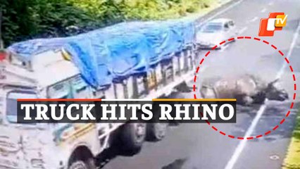 Rhinoceros  Gets Hit By Truck, Video Goes Viral