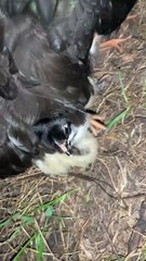 Missing Hen Makes a Surprising Return