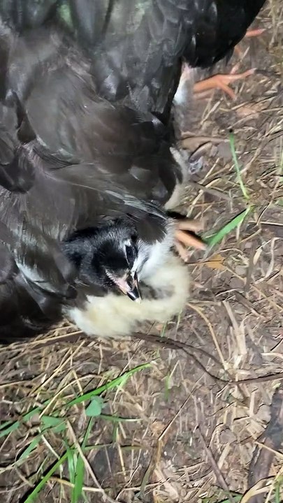Missing Hen Makes a Surprising Return