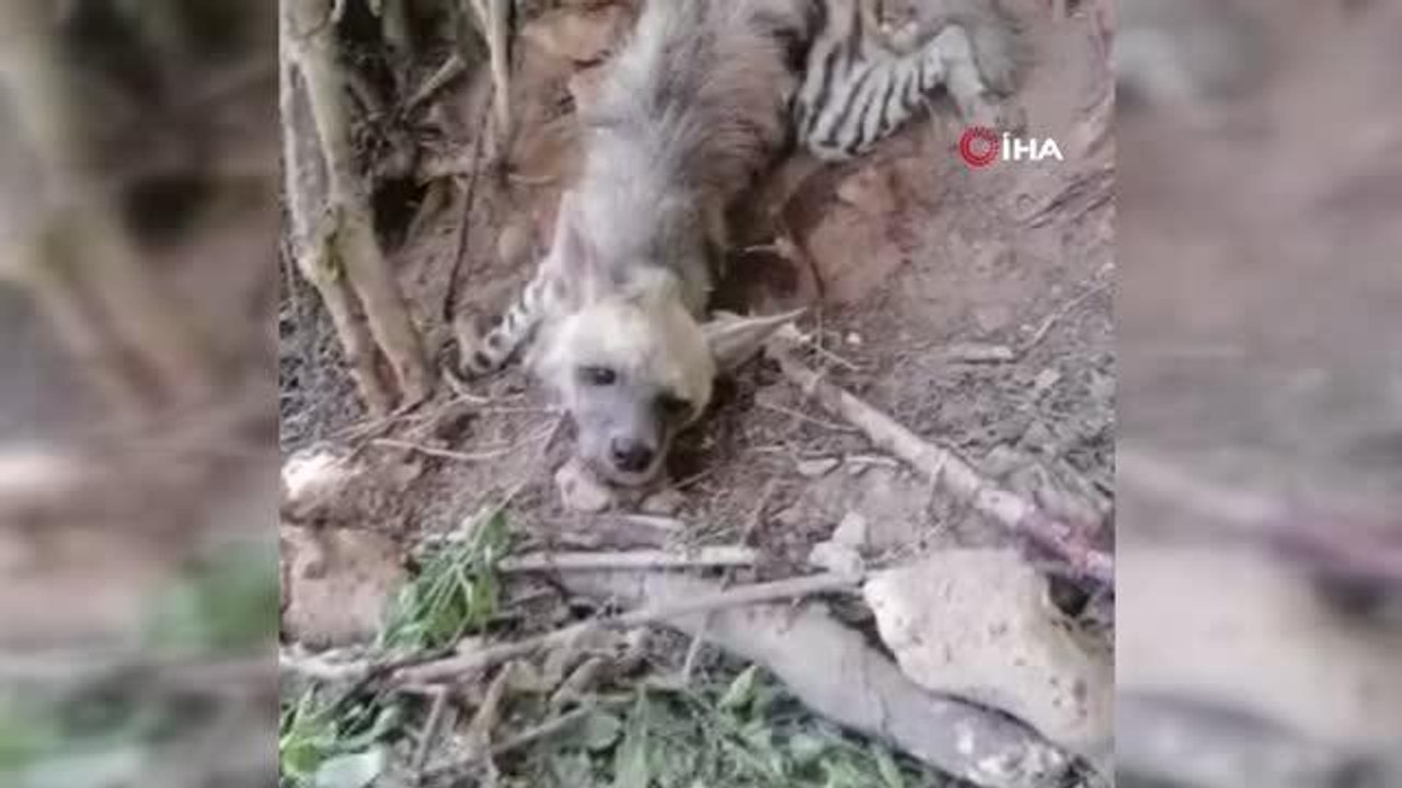 Gaziantep haber... Gaziantep'te nesli tükenme tehlikesi olan çizgili sırtlan bulundu