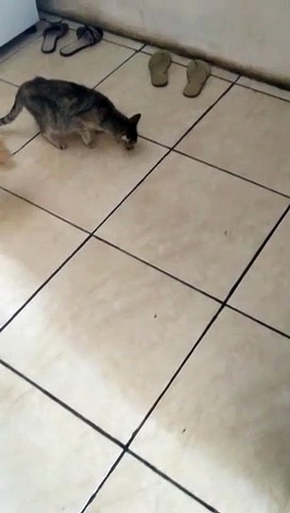 meu gatinho vadio 1