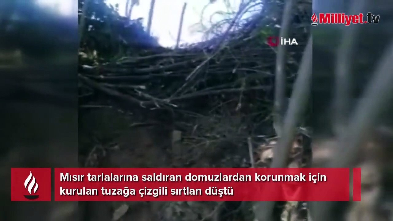 Nesli tükenme tehlikesi olan çizgili sırtlan bulundu