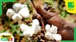 Kisan Bulletin | Agriwaste | rabi crops | cotton farmers | Green TV