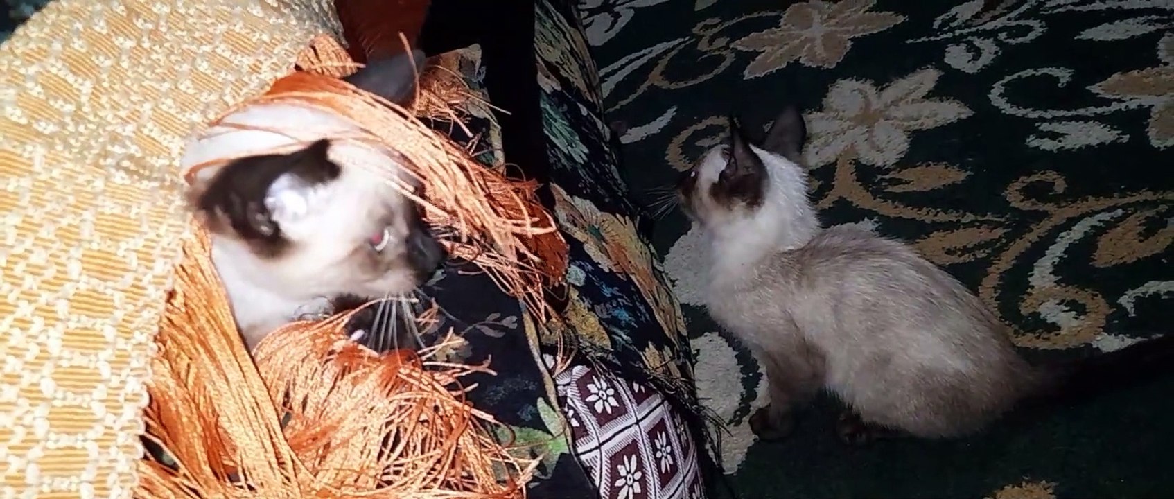 Watch Siamese cats play and have fun