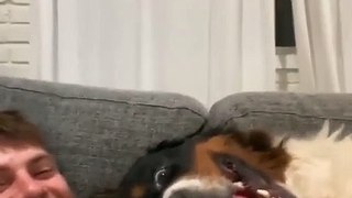 สุนัขของฉันชอบที่จะปรากฏในวิดีโอ